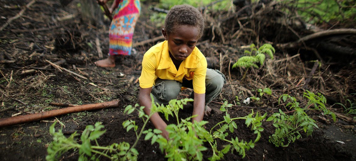 Farming communities in the Pacific Ocean archipelago, Vanuatu, are adapting to drier weather patterns. Farming communities in the Pacific Ocean archipelago, Vanuatu, are adapting to drier weather patterns.