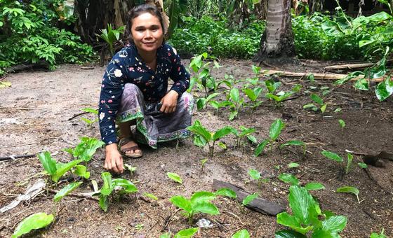 A farmer harvests black ginger, known for its medicinal properties, and endemic in Phnom Kulen in Cambodia. A farmer harvests black ginger, known for its medicinal properties, and endemic in Phnom Kulen in Cambodia.