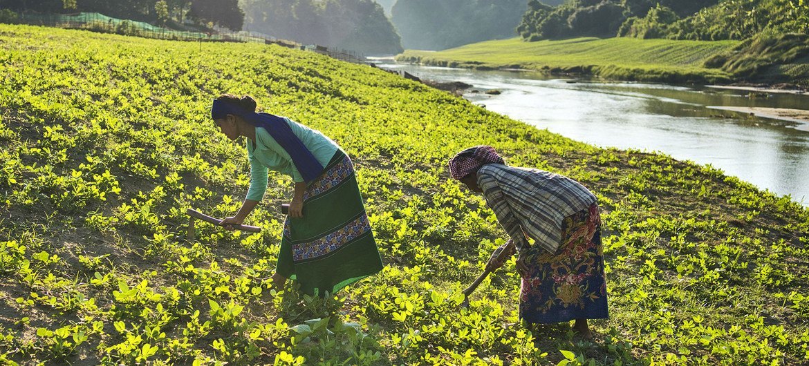 High food prices are making nutritious food unaffordable for millions of families around the world. High food prices are making nutritious food unaffordable for millions of families around the world.