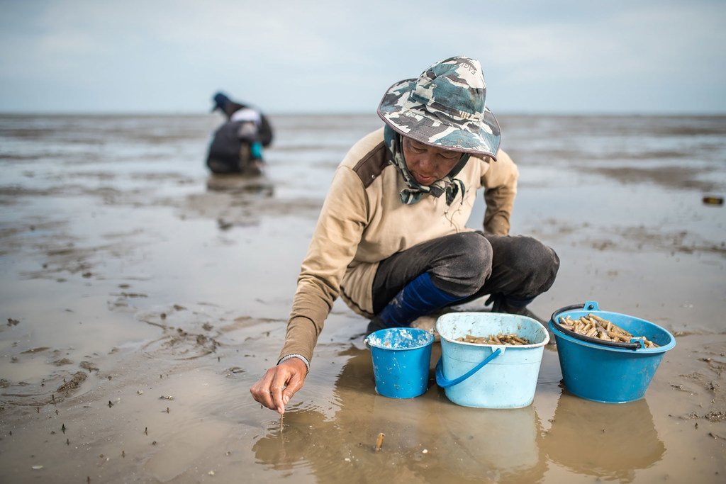 Mangroves are planted on a beach on the Gulf of Thailand.