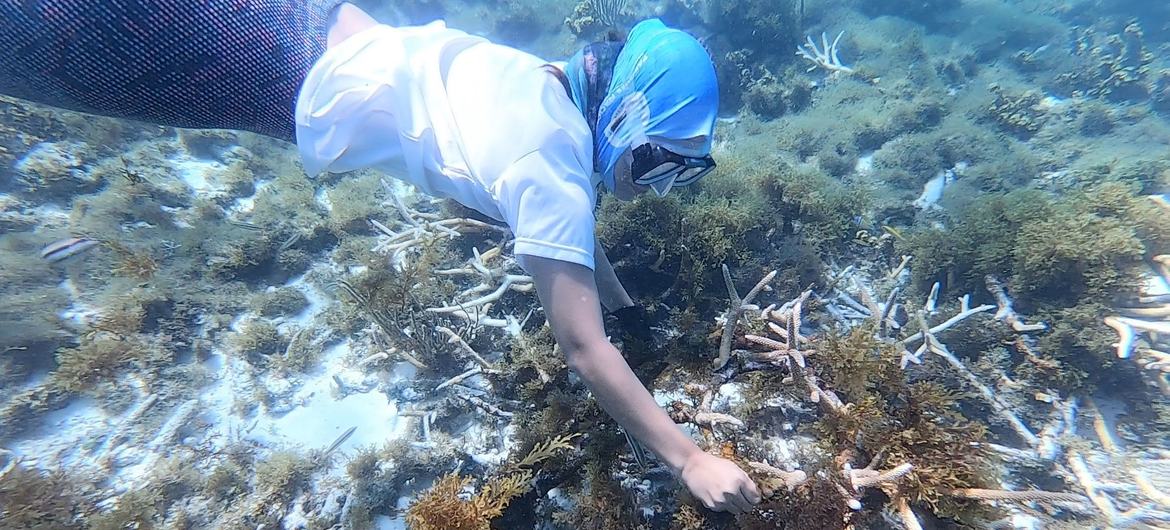 Marine Biologist Violeta Posada cleans a transplanted coral colony.