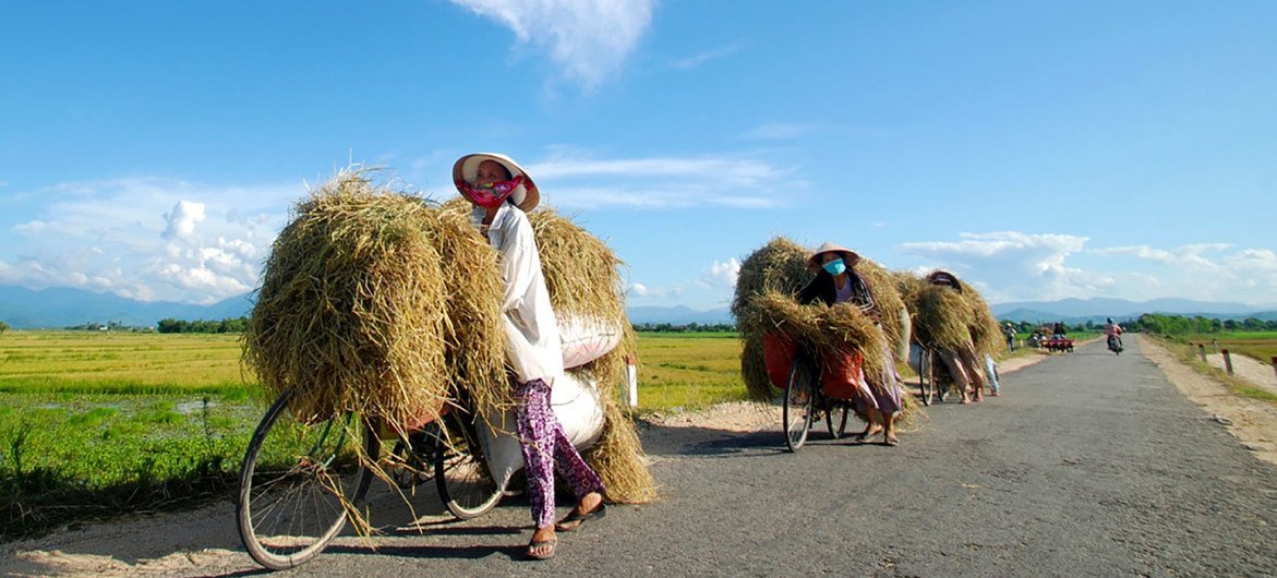 Women farmers carry their latest rice crop on bikes in Huế, Vietnam. Women farmers carry their latest rice crop on bikes in Huế, Vietnam.