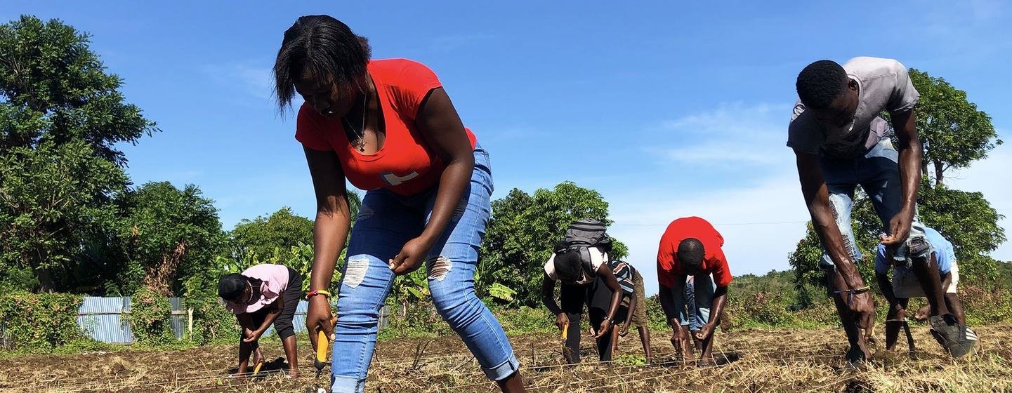 Members of a farming association in Jérémie plant black beans. Members of a farming association in Jérémie plant black beans.