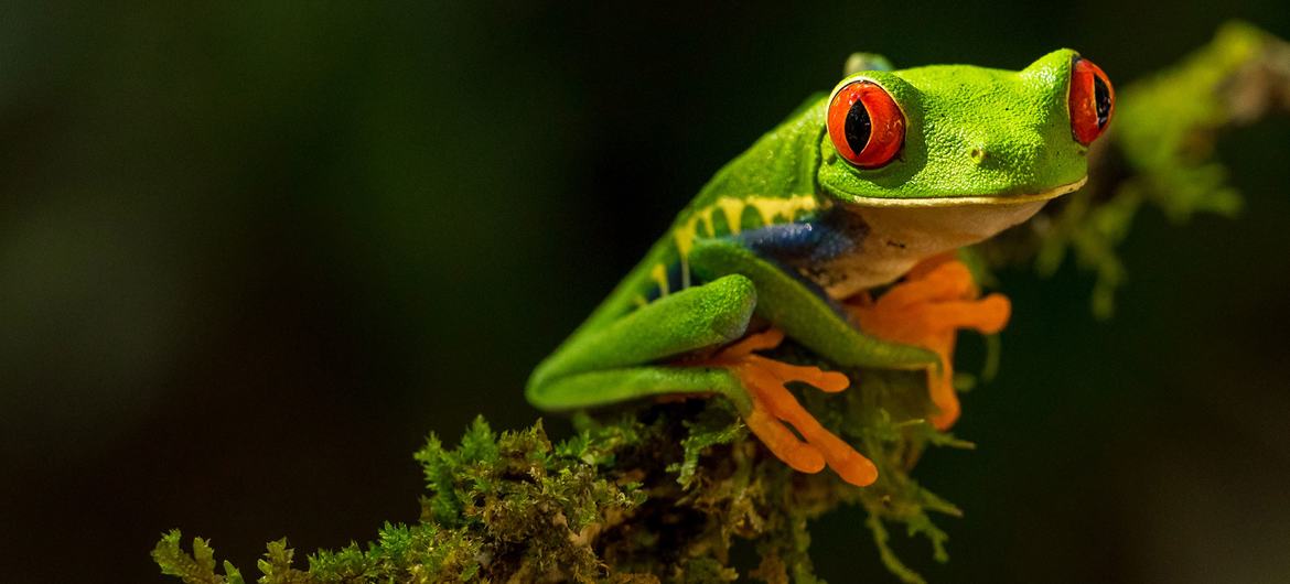 Biological diversity across the world is under threat due to climate change. Biological diversity across the world is under threat due to climate change.