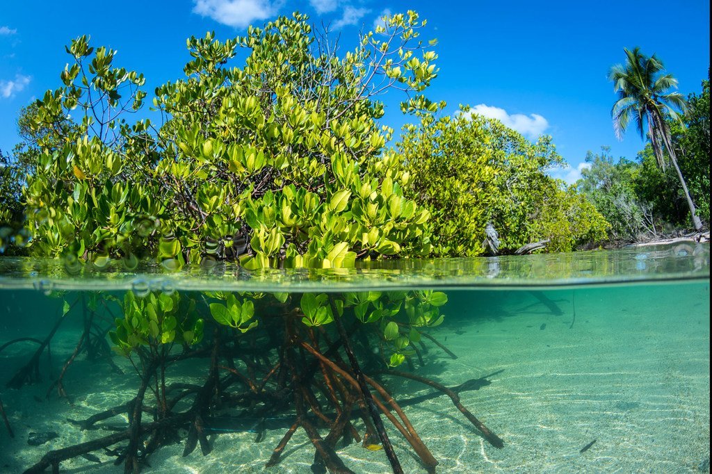 Coastal and marine ecosystems provide food, livelihoods, and coastal protection to more than a billion people worldwide. Coastal and marine ecosystems provide food, livelihoods, and coastal protection to more than a billion people worldwide.