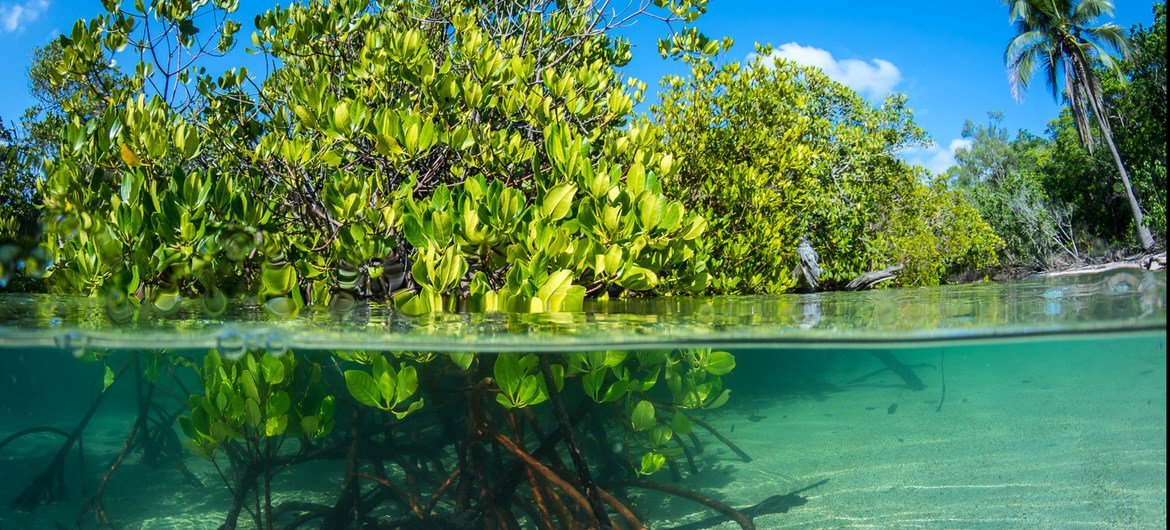 Coastal and marine ecosystems provide food, livelihoods, and coastal protection to more than a billion people worldwide. Coastal and marine ecosystems provide food, livelihoods, and coastal protection to more than a billion people worldwide.