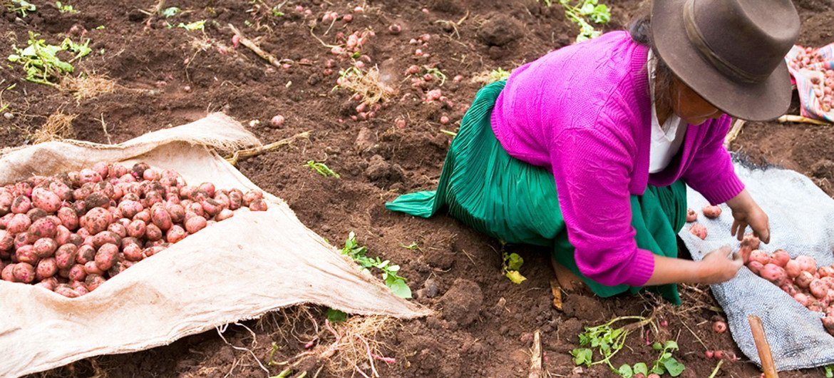 A farmer harvests potatoes in Manchaybamba, Peru. A farmer harvests potatoes in Manchaybamba, Peru.