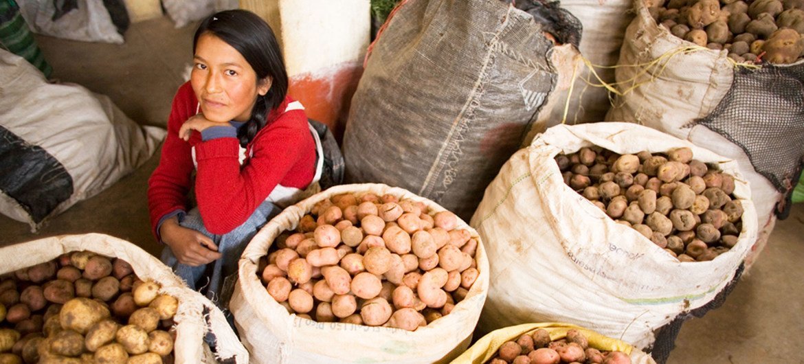 A woman sells potatoes in the Andahuaylas food market in Peru. A woman sells potatoes in the Andahuaylas food market in Peru.