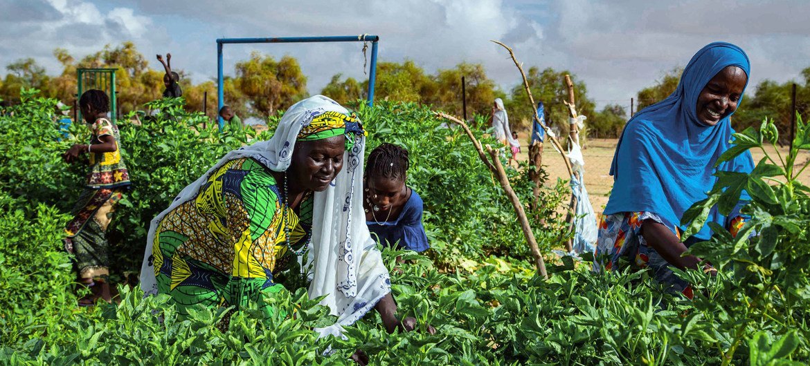 In southern Mauritania, a market garden run by a women's cooperative uses solar energy to irrigate crops. In southern Mauritania, a market garden run by a women's cooperative uses solar energy to irrigate crops.