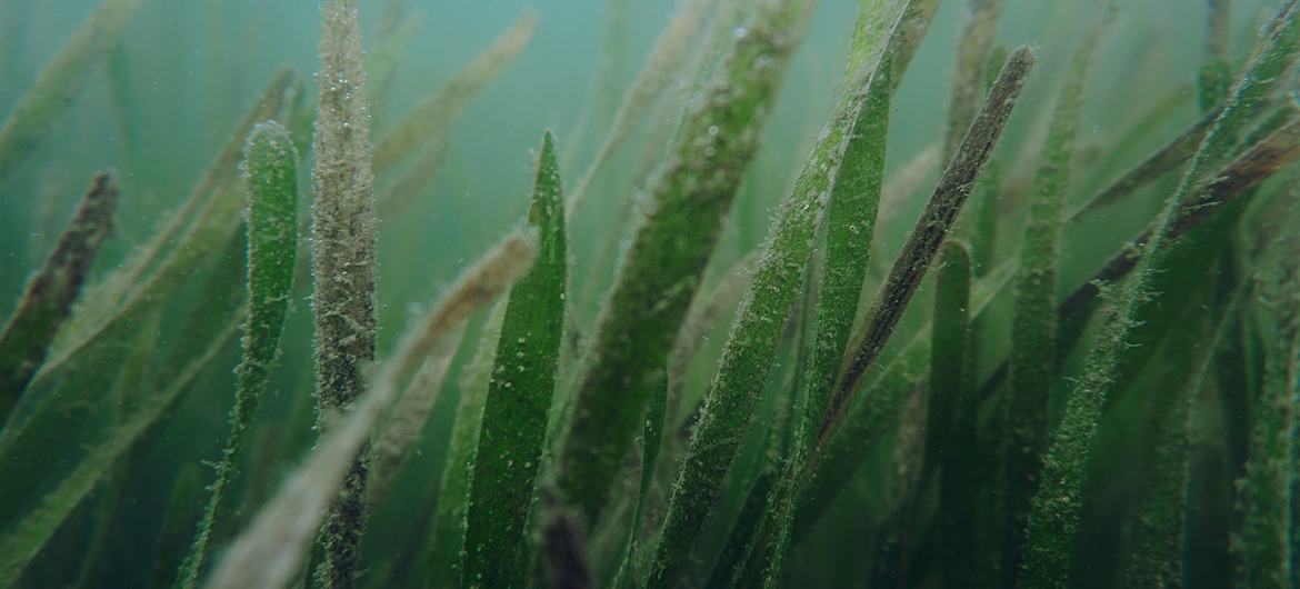 70 milyon yıl önce karasal otlardan evrimleşen Seagrass, gezegendeki en çeşitli ve değerli deniz ekosistemlerinden biridir.