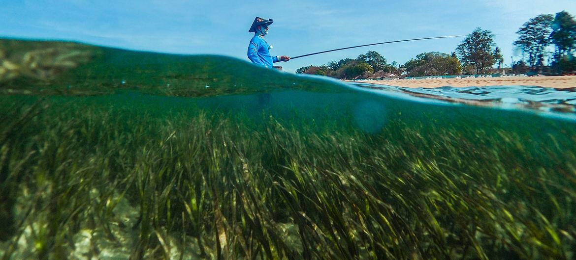 Seagrass meadows - expanses of green, grass-like shoots and flowers - are a hugely effective nature-based solution to climate change. Seagrass meadows - expanses of green, grass-like shoots and flowers - are a hugely effective nature-based solution to climate change.
