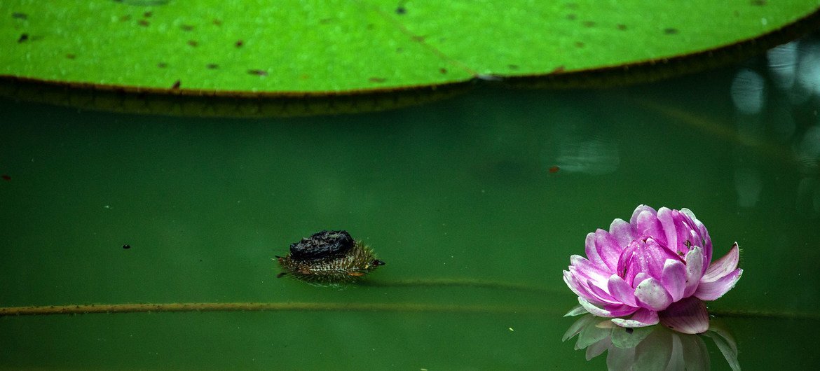 A lake inside an Amazon rainforest within the city of Manaus, Brazil. A lake inside an Amazon rainforest within the city of Manaus, Brazil.