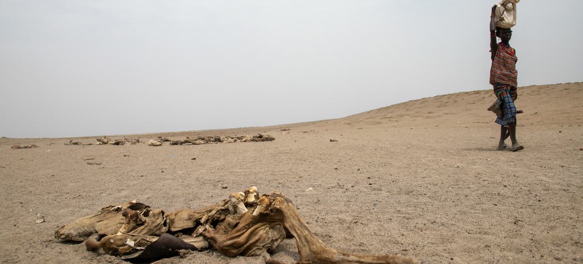 Etiyopya'nın Güney Omo kentindeki kuraklık nedeniyle topluluklar hayvanlarını kaybediyor.