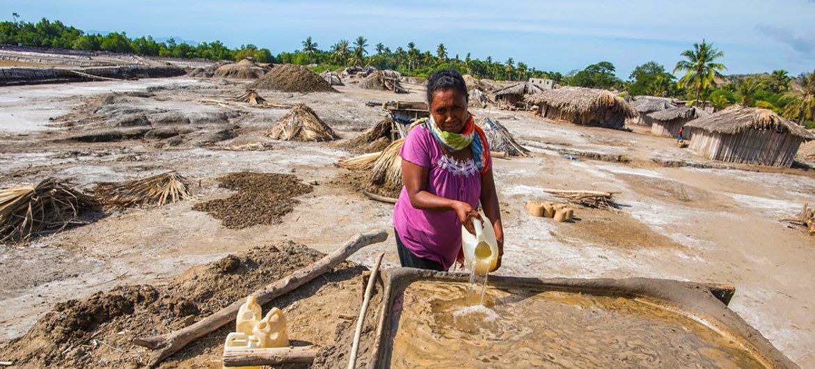 A woman harvests salt in a mangrove in Timor-Leste. A woman harvests salt in a mangrove in Timor-Leste.