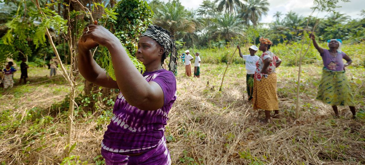 A women's cooperative in Guinea has planted vitamin-rich Moringa trees which provide dietary supplements as well as supporting biodiversity and preventing soil erosion. A women's cooperative in Guinea has planted vitamin-rich Moringa trees which provide dietary supplements as well as supporting biodiversity and preventing soil erosion.