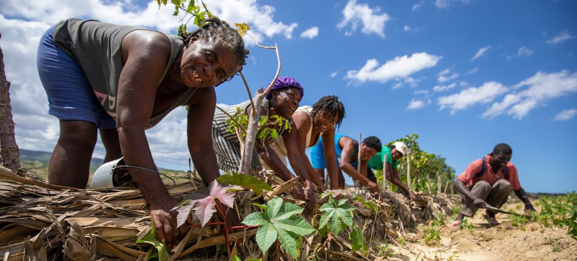 Haiti'nin kuzeyindeki çiftçiler, tarım arazilerinin erozyonunu önleyecek önlemler üzerinde çalışıyor.