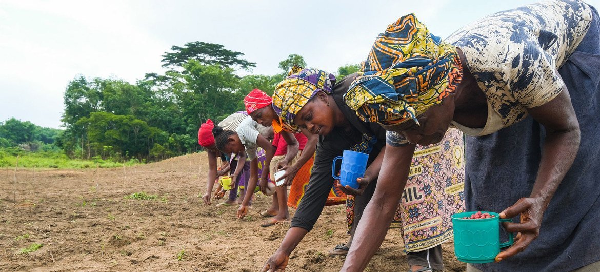 Woman plant peanuts in Yangambi, Democratic Republic of the Congo. Woman plant peanuts in Yangambi, Democratic Republic of the Congo.