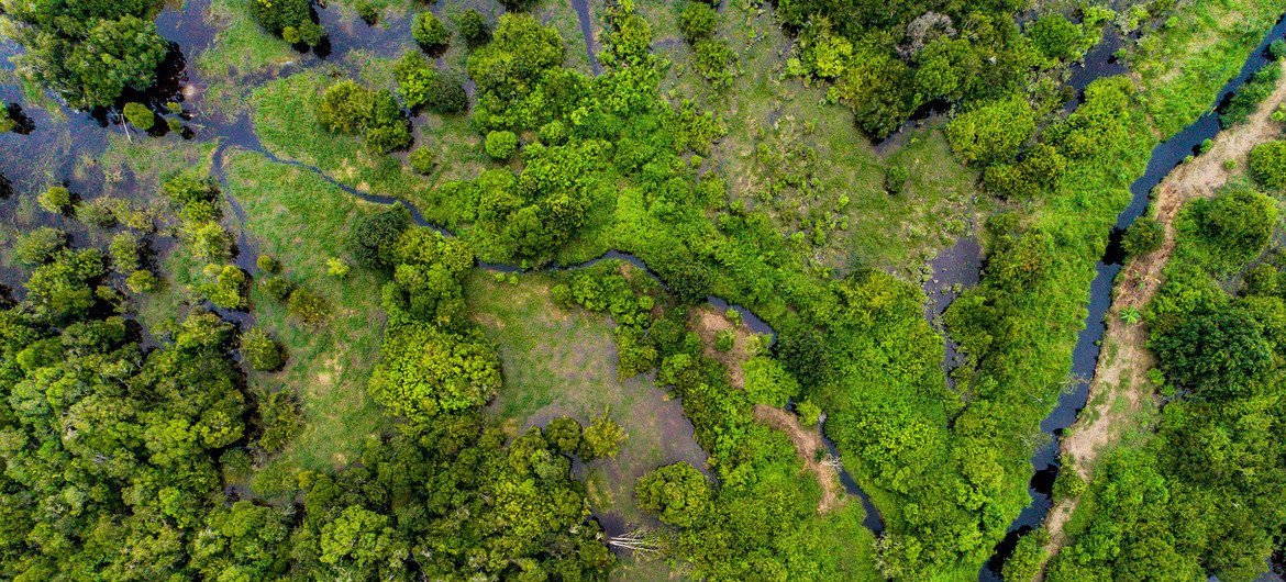 Peatland forests like this one in central Kalimantan, Indonesia, can store harmful carbon dioxide gasses. 