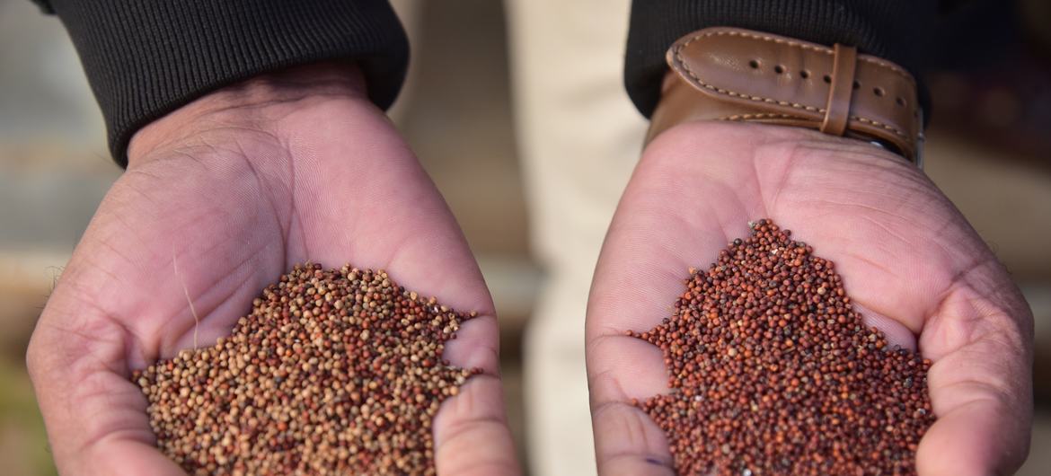 Ragi, before and after processing.