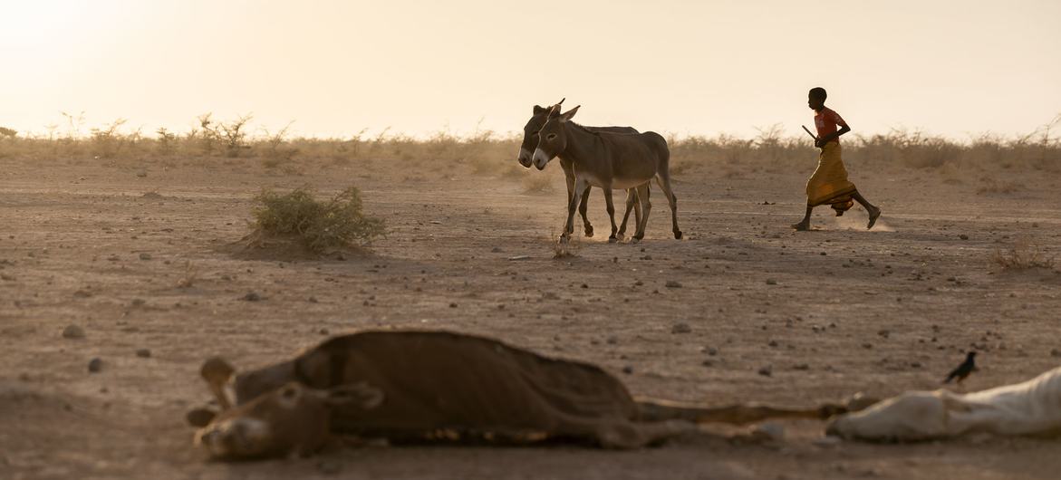 A boy leads his donkeys home in a drought affected area in south east Ethiopia. A boy leads his donkeys home in a drought affected area in south east Ethiopia.