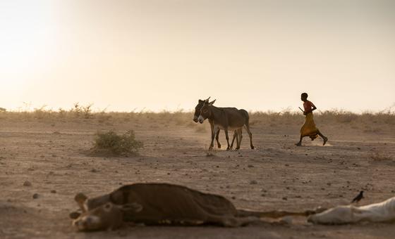 A boy leads his donkeys home in a drought affected area in south east Ethiopia. A boy leads his donkeys home in a drought affected area in south east Ethiopia.