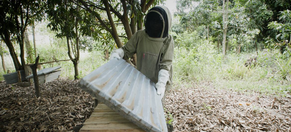養蜂人 Betty Ayikoru，阿魯阿，烏干達北部