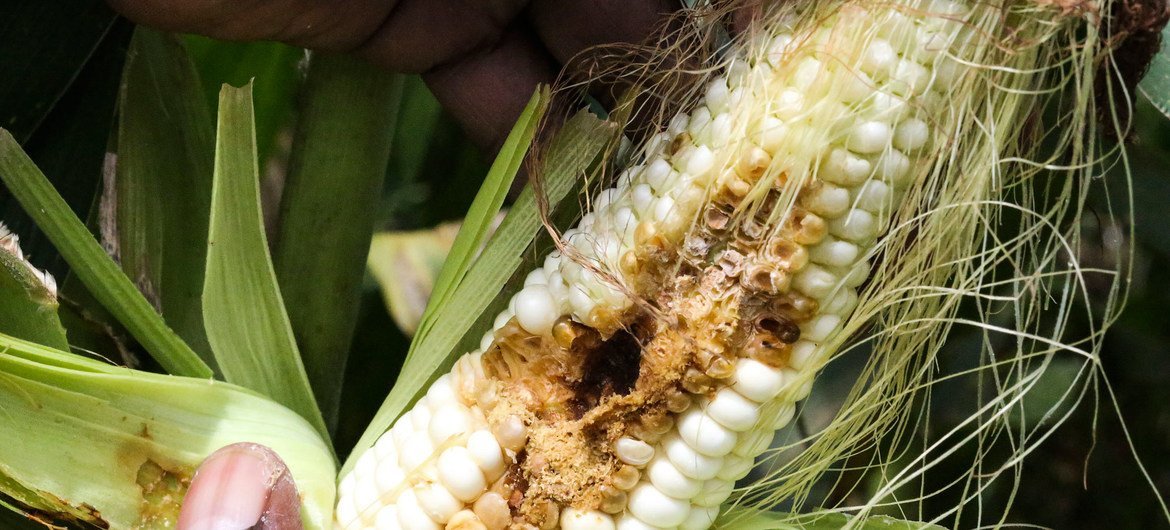A maize crop is attacked by the fall armyworm in Goromonzi, Zimbabwe.