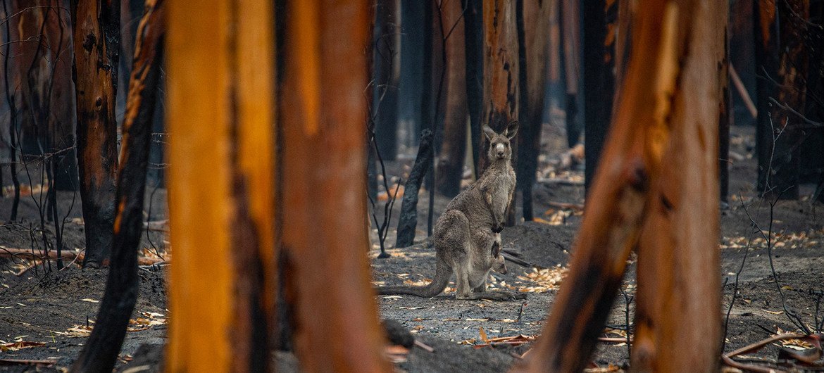 A kangaroo and her baby survive forest fires in Mallacoota, Australia. A kangaroo and her baby survive forest fires in Mallacoota, Australia.