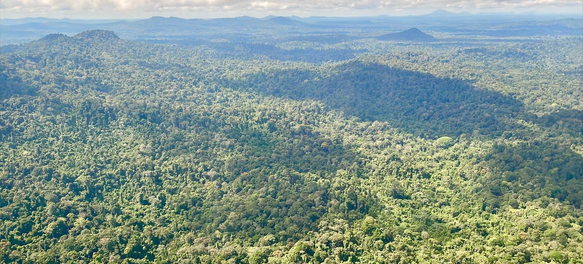 Burada resmedilen Merkez Surinam Doğa Koruma Alanı, batı-merkez Surinam'ın 1,6 milyon hektarlık birincil tropikal ormanını içermektedir. 
