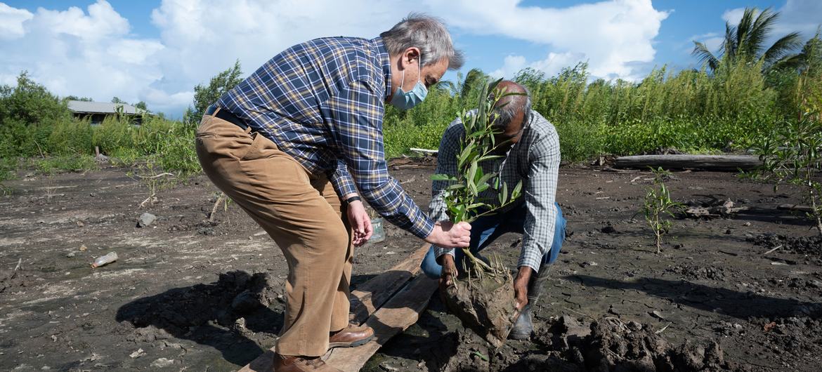 UN Secretary-General António Guterres plants a young mangrove tree at the Weg Naar Zee mangrove restoration site in Suriname. 