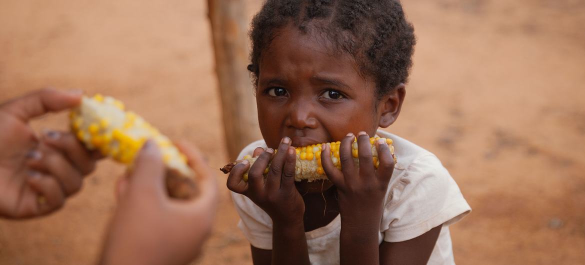 A five-year-old girl eats corn for lunch in Madagascar. Her mother is a farmer and feeds her family with what she can produce, despite drought and insects. A five-year-old girl eats corn for lunch in Madagascar. Her mother is a farmer and feeds her family with what she can produce, despite drought and insects.