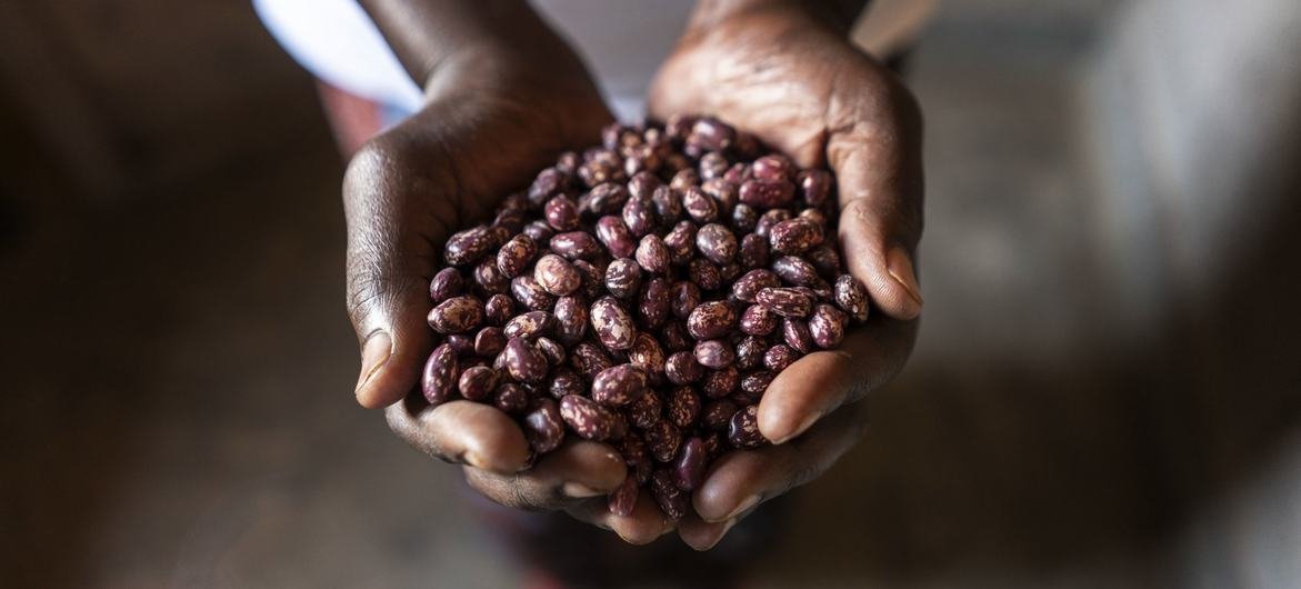 A rwandese farmer holds a handful of beans after the harvest. A rwandese farmer holds a handful of beans after the harvest.