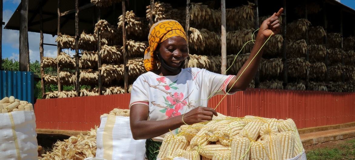 A farmer prepares the maize for market in east Rwanda. A farmer prepares the maize for market in east Rwanda.