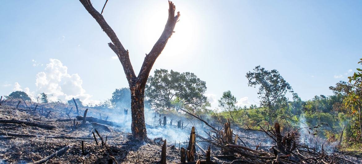 This farmland, once part of Tsitongambaraika forest – one of Mozambique’s few remaining stands of humid lowland forest, made up of 80 to 90 per cent of endemic species and home to five endangered species – was burned in preparation for the next crop. This farmland, once part of Tsitongambaraika forest – one of Mozambique’s few remaining stands of humid lowland forest, made up of 80 to 90 per cent of endemic species and home to five endangered species – was burned in preparation for the next crop.