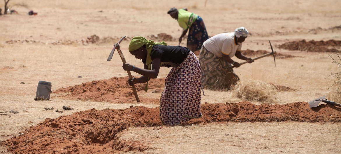 Women in Niger prepare fields for the rainy season as part of an initiative against desertification.