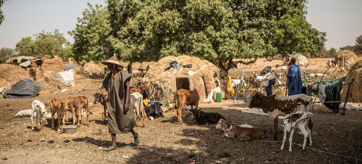 Banguétaba settlement in the Mopti region of Mali, where families from semi nomadic villages who fled violence with their herds are now living. Banguétaba settlement in the Mopti region of Mali, where families from semi nomadic villages who fled violence with their herds are now living.
