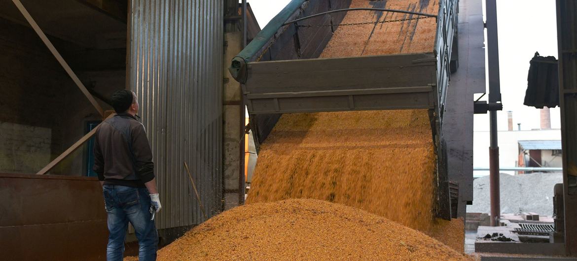 A truck unloads corn grain at a processing factory in Ukraine. A truck unloads corn grain at a processing factory in Ukraine.