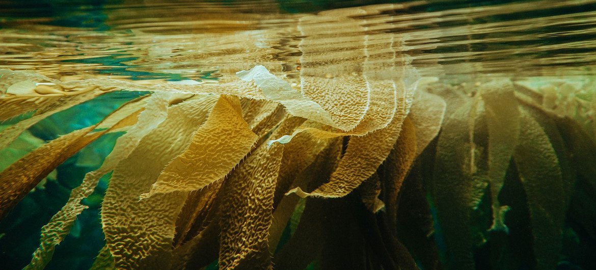 Bir tür deniz yosunu olan Kelp, hayvanlara yedirilebilir ve sera gazı emisyonlarının azaltılmasına yardımcı olabilir. 