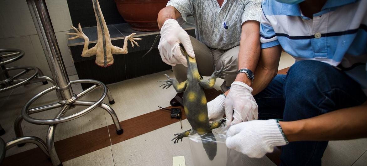 At a wildlife training session in Viet Nam, a specimen is preserved by the participants. At a wildlife training session in Viet Nam, a specimen is preserved by the participants.