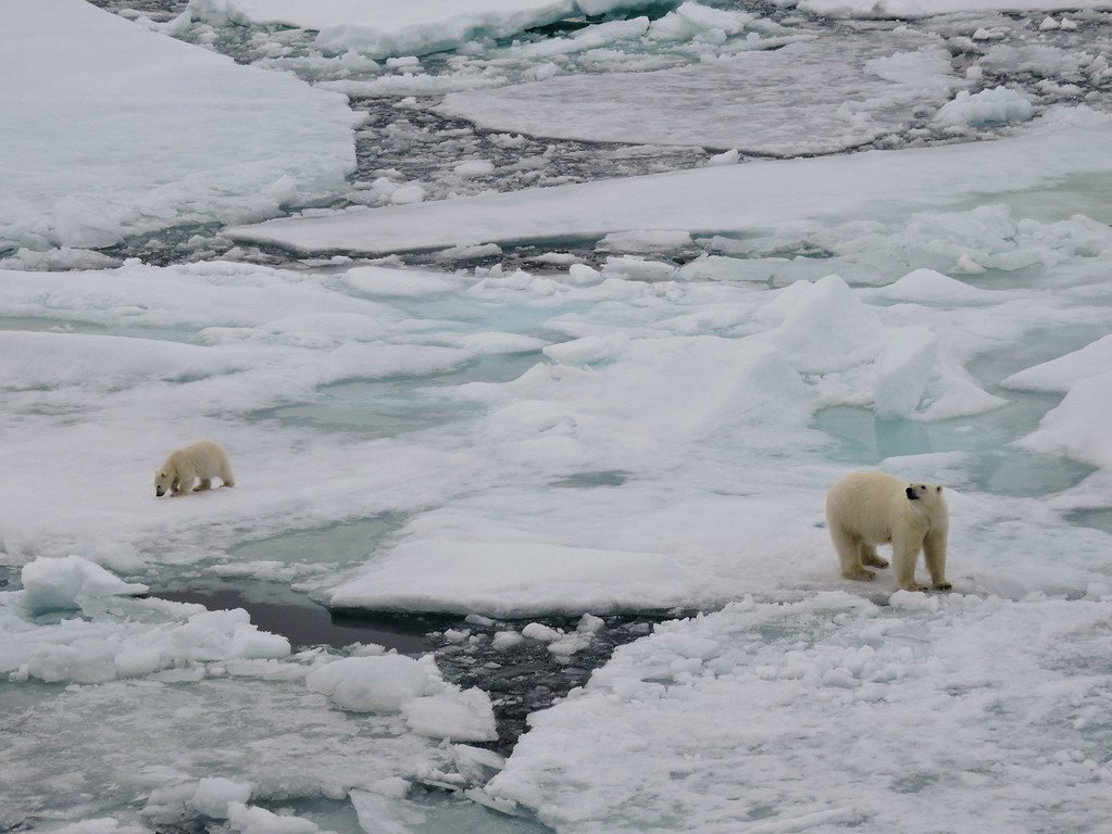 The polar bear's natural habitat is disappearing as ice caps melt due to climate change. The polar bear's natural habitat is disappearing as ice caps melt due to climate change.