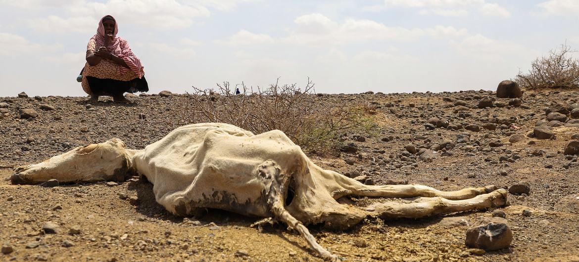 Severe drought is killing livestock in the pastoralist community of Higlo Kebele in Ethiopia. Severe drought is killing livestock in the pastoralist community of Higlo Kebele in Ethiopia.