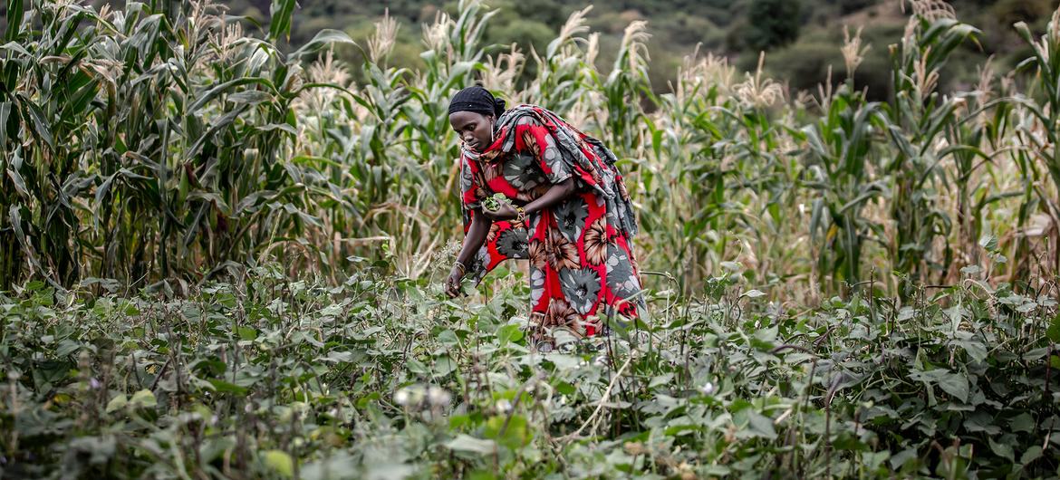 A woman harvests peas on a farm in Moyale, Kenya. A woman harvests peas on a farm in Moyale, Kenya.