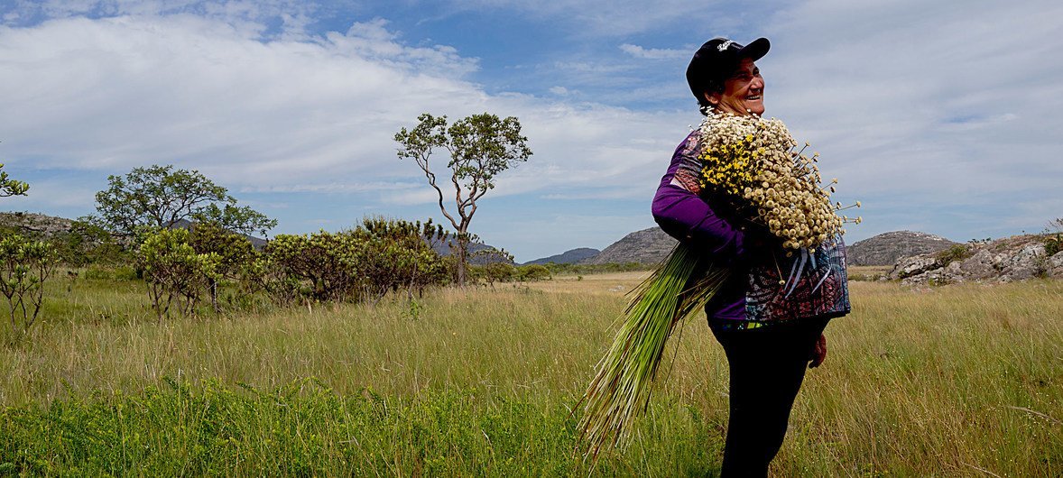 Farmers, who gatherer flowers in the Southern Espinhaço Mountain Range in Brazil, enhance biodiversity and preserve traditional knowledge. Farmers, who gatherer flowers in the Southern Espinhaço Mountain Range in Brazil, enhance biodiversity and preserve traditional knowledge.