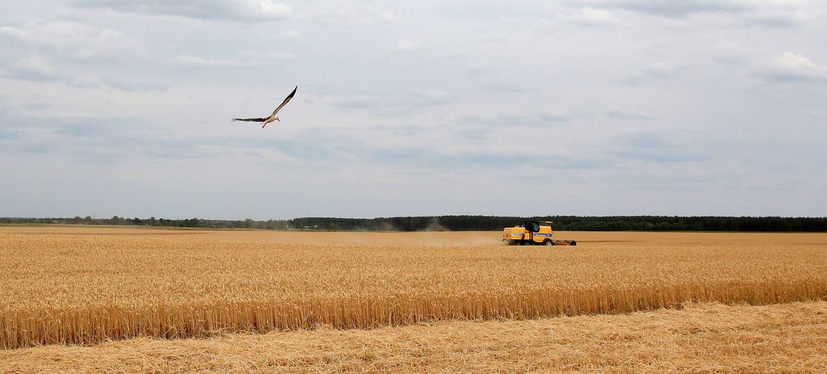 A wheat field during harvesting season in Krasne, Ukraine.