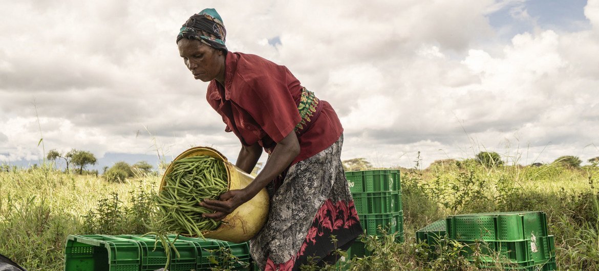 A woman sorts French beans that she harvested at a cooperative farm in Taveta, Kenya. A woman sorts French beans that she harvested at a cooperative farm in Taveta, Kenya.