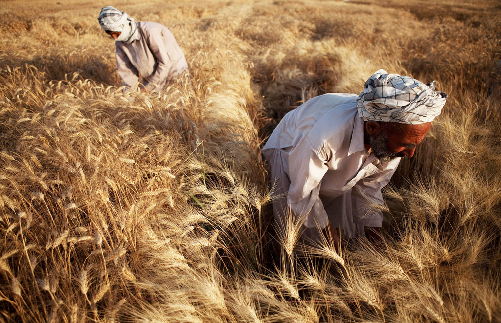 BM Gıda ve Tarım Örgütü'ne (FAO) göre, Afganistan'da temel bir gıda olan buğday, gıda ve beslenme güvenliğinin sağlanmasında hayati bir rol oynuyor.