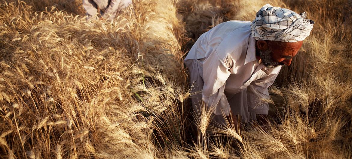 Wheat, a staple food in Afghanistan, plays a vital role in maintaining food and nutrition security, according to the UN Food and Agriculture Organization (FAO). Wheat, a staple food in Afghanistan, plays a vital role in maintaining food and nutrition security, according to the UN Food and Agriculture Organization (FAO).