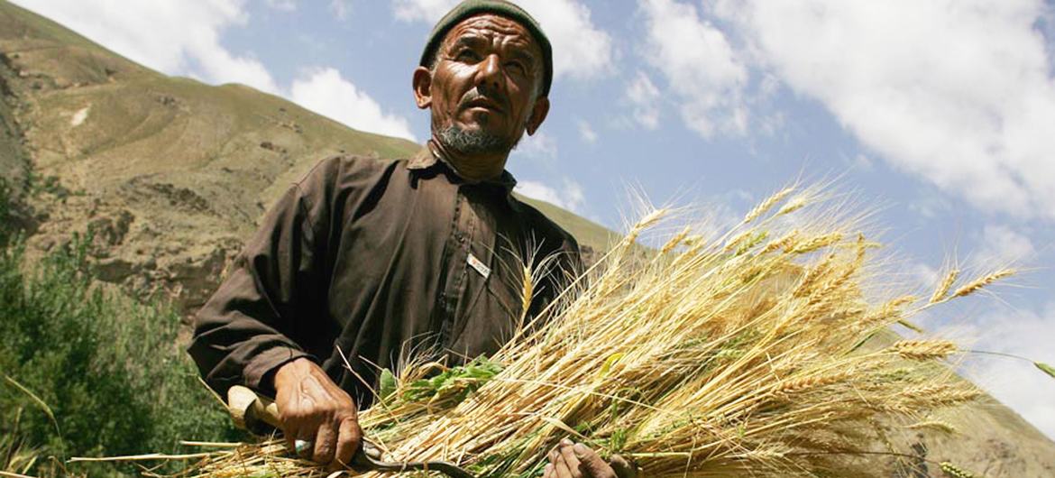 Some 1.3 million people benefit from timely FAO assistance to winter wheat cultivation, which is expected to grow enough staple food for a year for 1.7 million vulnerable Afghans. Some 1.3 million people benefit from timely FAO assistance to winter wheat cultivation, which is expected to grow enough staple food for a year for 1.7 million vulnerable Afghans.