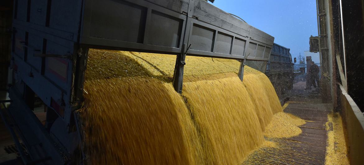 Bir kamyon, Ukrayna'nın Skvyra kentindeki bir tahıl işleme fabrikasında mısır tanelerini boşaltıyor.