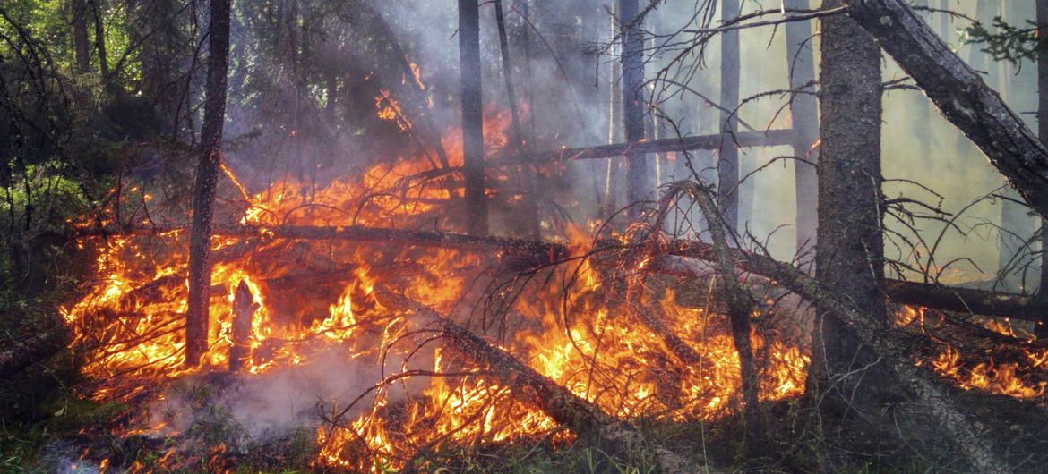 Forest Fire in Saskatchewan, Canada. Forest Fire in Saskatchewan, Canada.